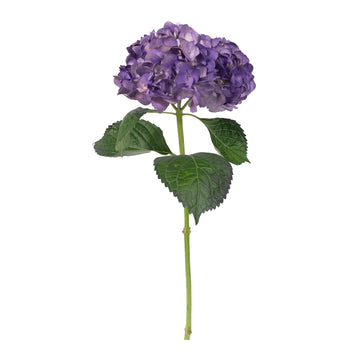 Hydrangea - Tinted Bicolor Purple  - (35/50 stems)