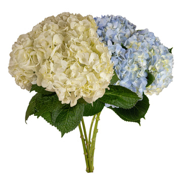 Hydrangea -  Small Box - White and Light Blue Mix  - (15 stems)