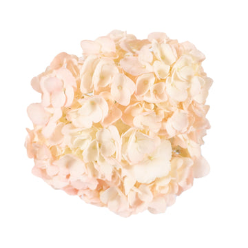Hydrangea -  Small Box - White and Light Pink Mix  - (15 stems)