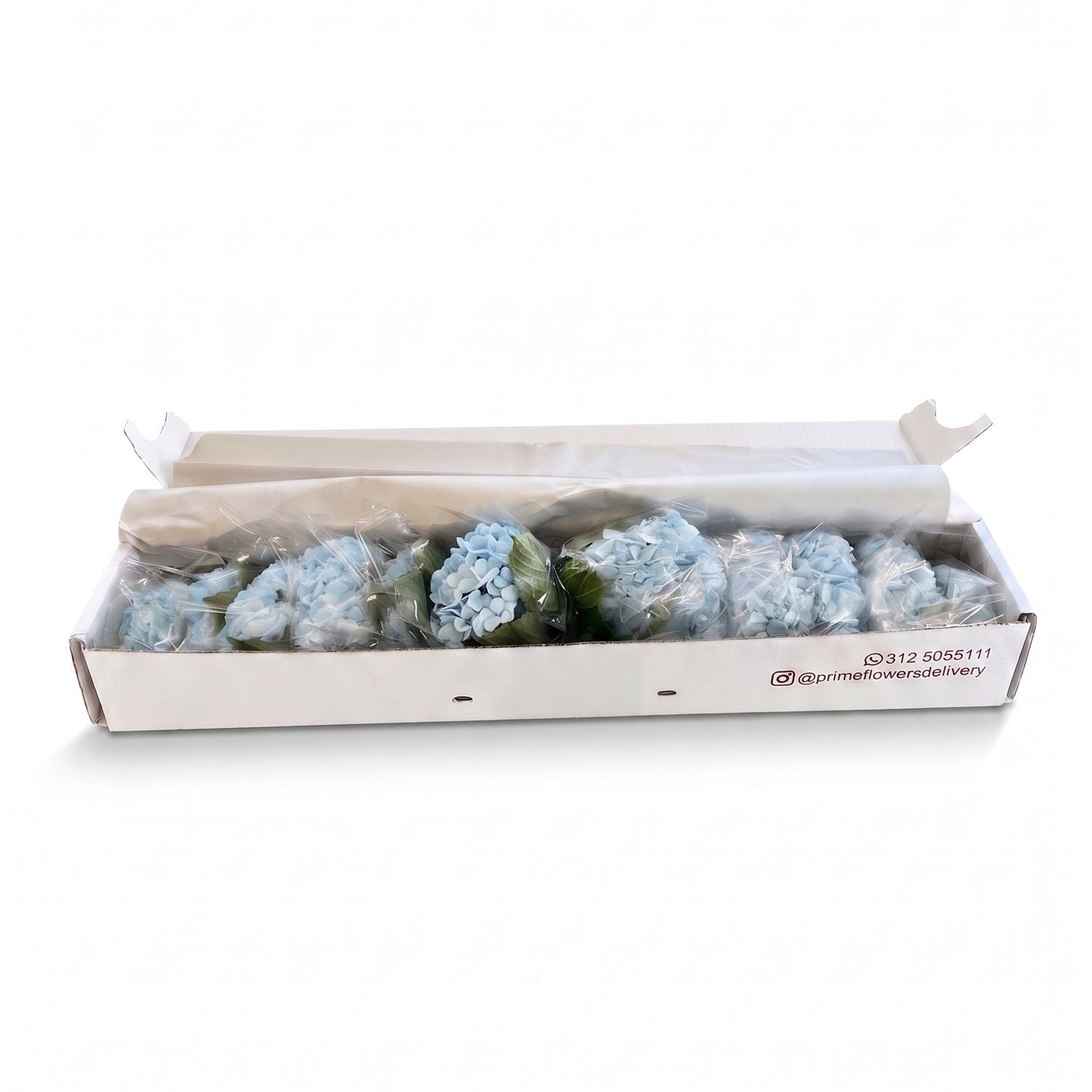 Fresh Light Blue Hydrangeas — Box of 12 Stems