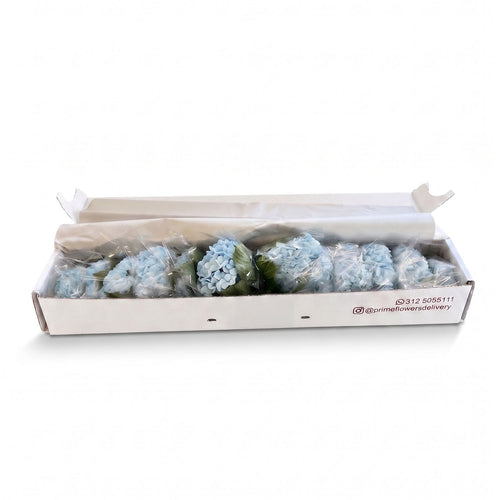 Fresh Light Blue Hydrangeas — Box of 12 Stems