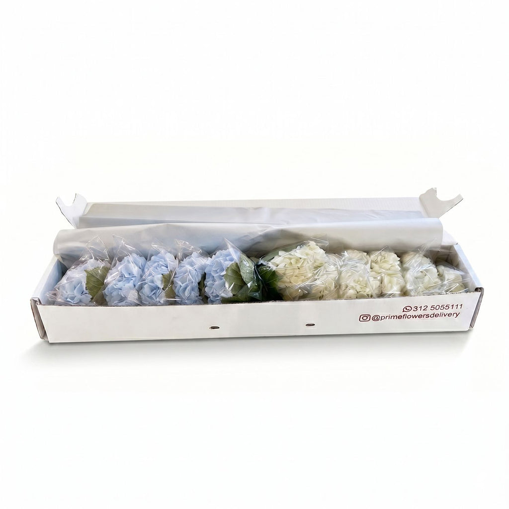 Fresh Mixed Hydrangeas — Box of 12 Stems, 6 White + 6 Light Blue