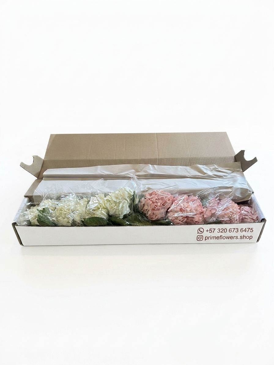 Fresh Mixed Hydrangeas — Box of 12 Stems, 6 White + 6 Light Pink