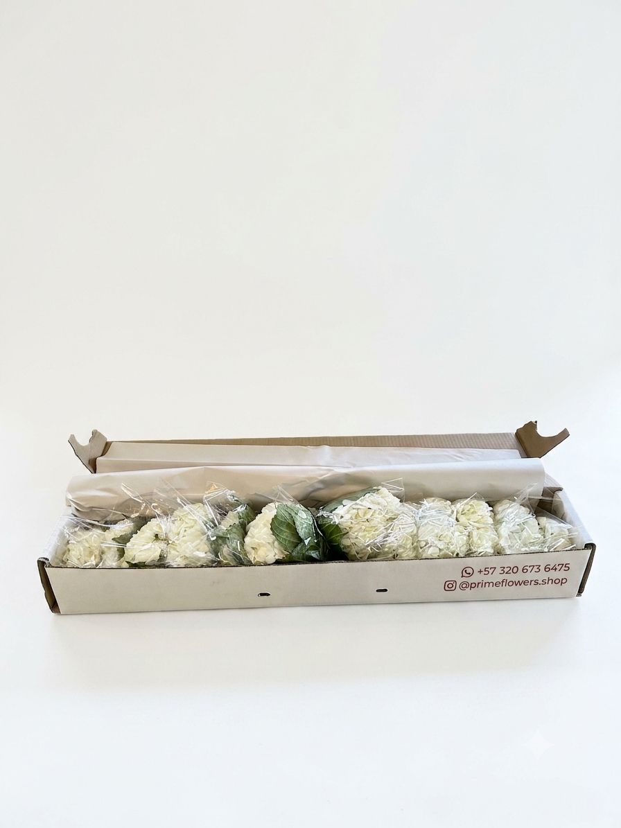 Fresh White Hydrangeas — Box of 12 Stems
