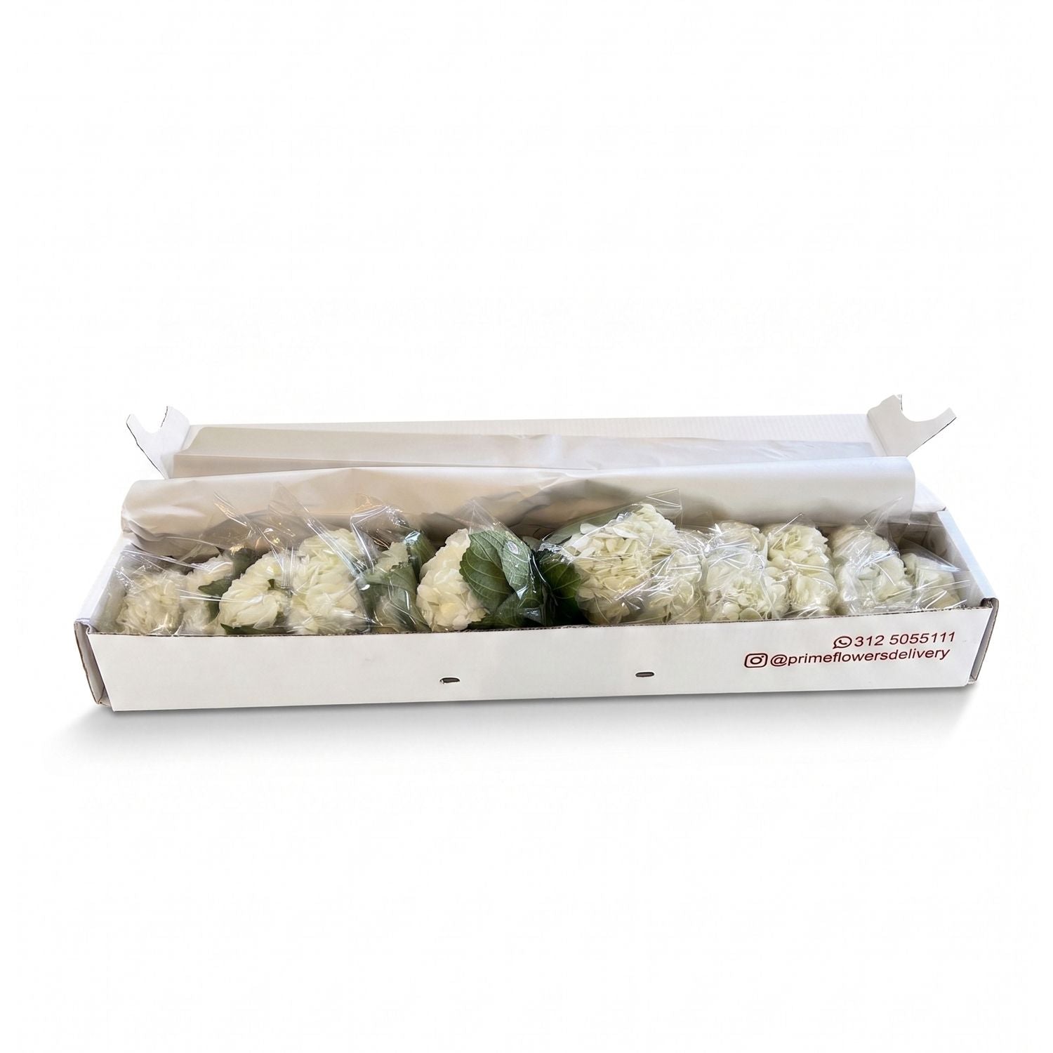 Fresh White Hydrangeas — Box of 12 Stems