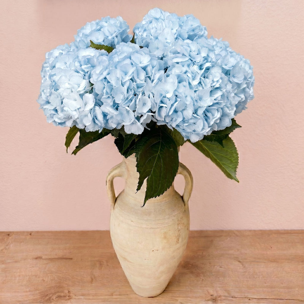 Fresh Light Blue Hydrangeas — Box of 12 Stems