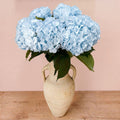 Fresh Light Blue Hydrangeas — Box of 12 Stems