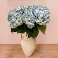 Fresh Light Blue Hydrangeas — Box of 12 Stems
