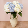 Fresh Mixed Hydrangeas — Box of 12 Stems, 6 White + 6 Light Blue