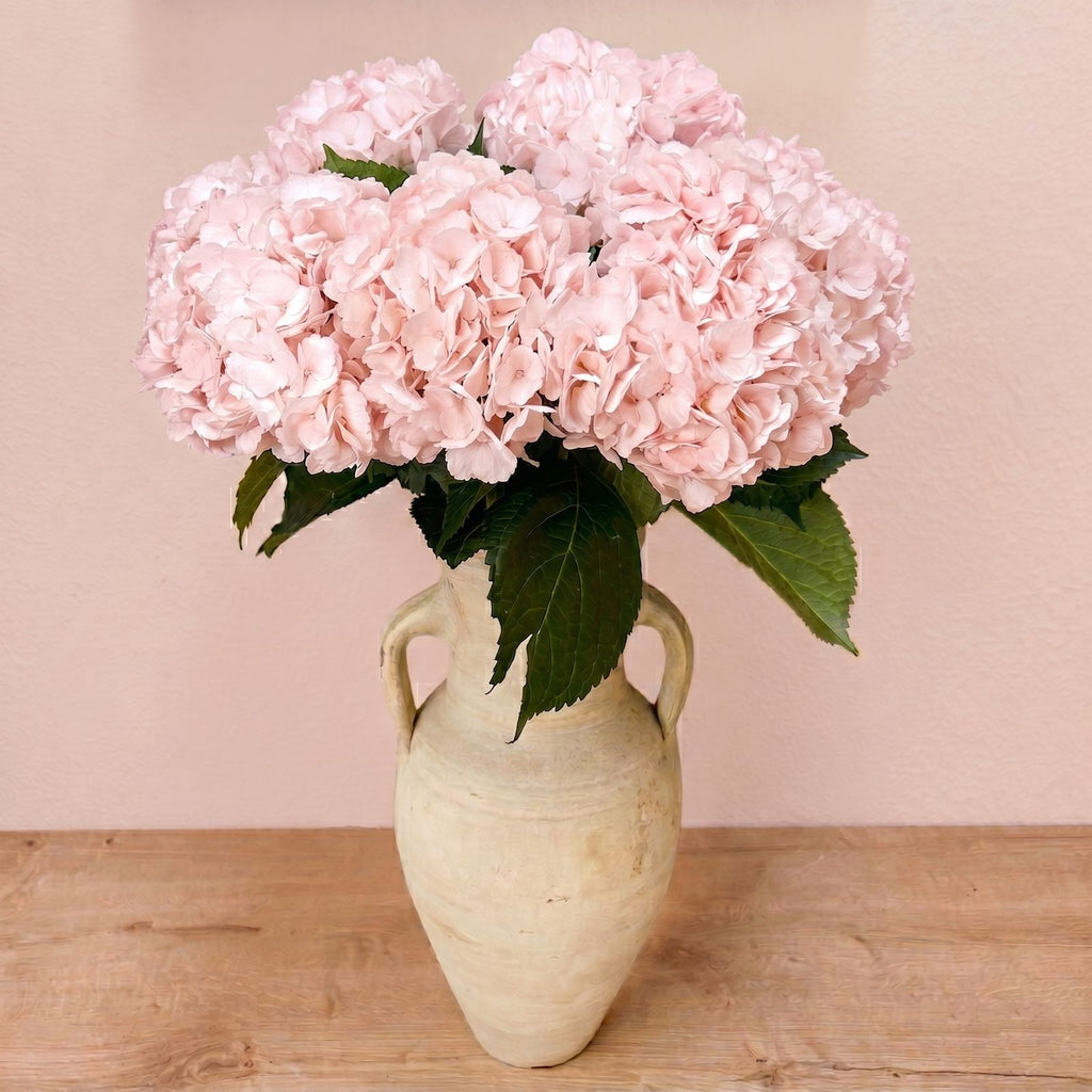 Fresh Light Pink Hydrangeas — Box of 12 Stems