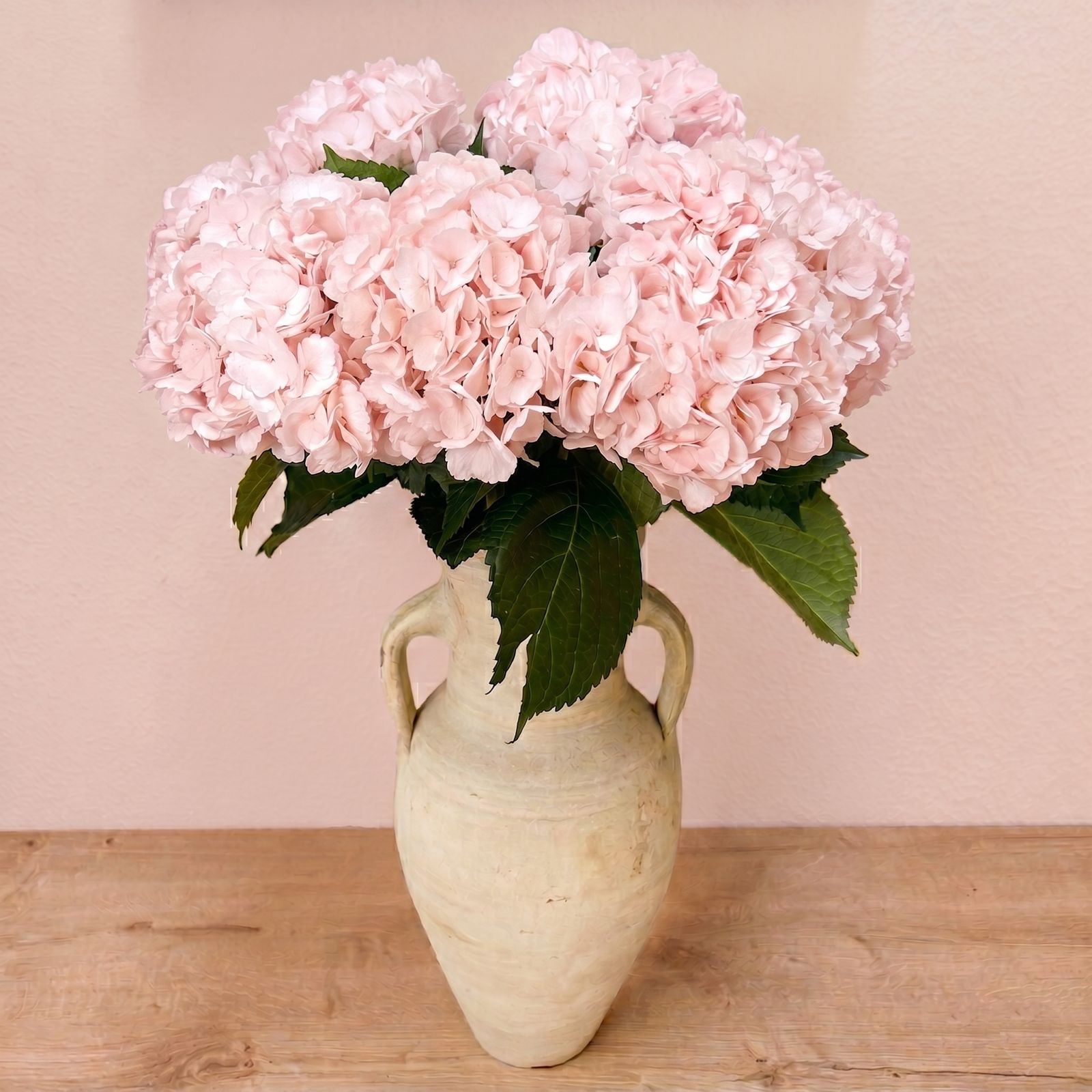 Fresh Light Pink Hydrangeas — Box of 12 Stems
