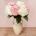 Fresh Mixed Hydrangeas — Box of 12 Stems, 6 White + 6 Light Pink