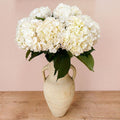 Fresh White Hydrangeas — Box of 12 Stems