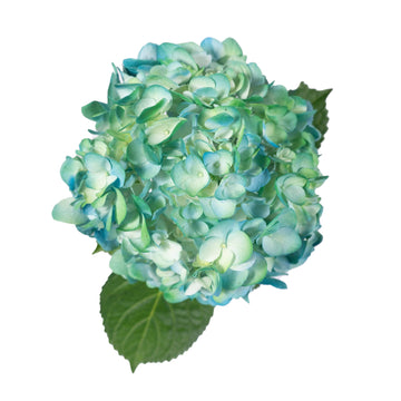 Hydrangea - Tinted Bicolor Blue and Green  - (35/50 stems)