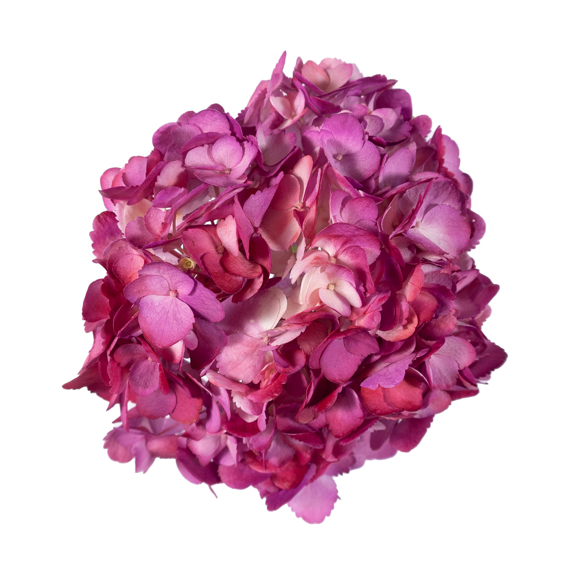 Hydrangea - Tinted Bicolor Fucsia  - (35/50 stems)