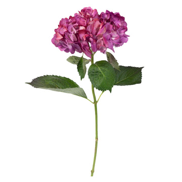 Hydrangea - Tinted Bicolor Fucsia  - (35/50 stems)