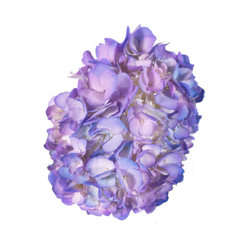 Hydrangea - Tinted Bicolor Lavender  - (35/50 stems)