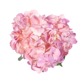Hydrangea - Tinted Bicolor Pink  - (35/50 stems)