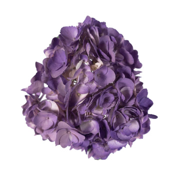 Hydrangea - Tinted Bicolor Purple  - (35/50 stems)