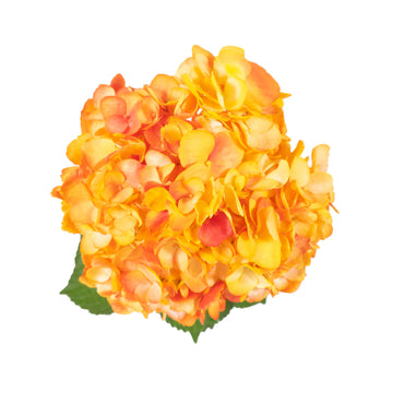 Hydrangea - Tinted Bicolor Yellow and Red  - (35/50 stems)