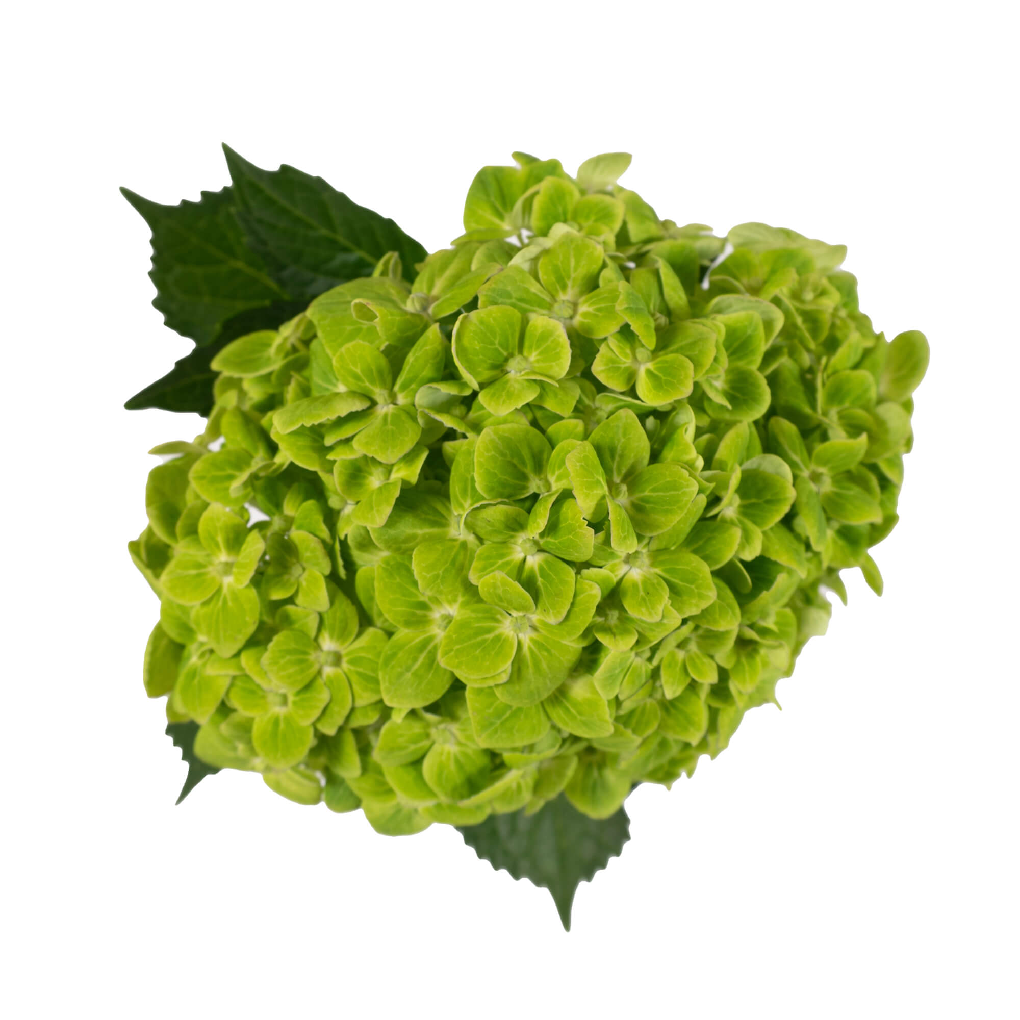 Hydrangea - Natural Dark Green  - (35/50 stems)