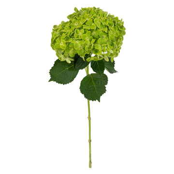 Hydrangea - Natural Dark Green  - (35/50 stems)