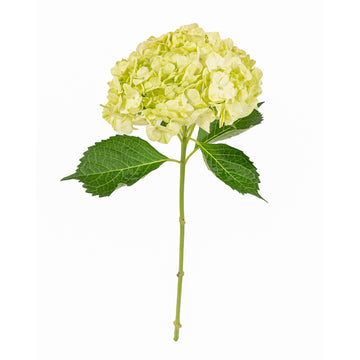 Hydrangea - Natural Lemon  - (35/50 stems)