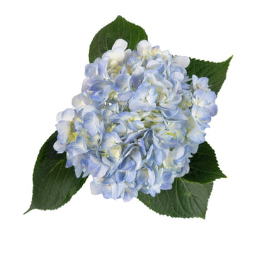 Hydrangea -  Small Box - Natural Light Blue  - (15 stems)