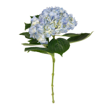 Hydrangea - Light Blue  - (35/50 stems)