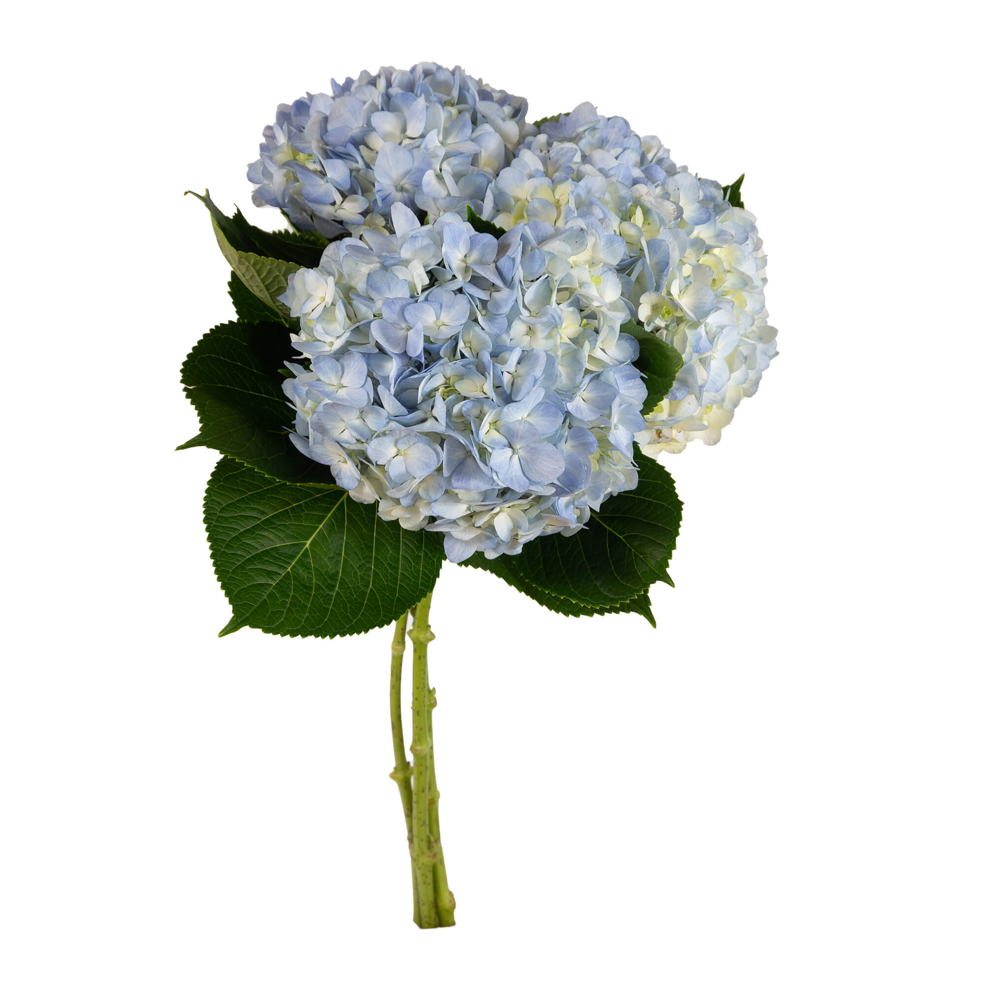Hydrangea -  Small Box - Natural Light Blue  - (15 stems)