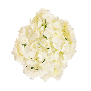 Hydrangea -  Small Box - Natural White  - (15 stems)