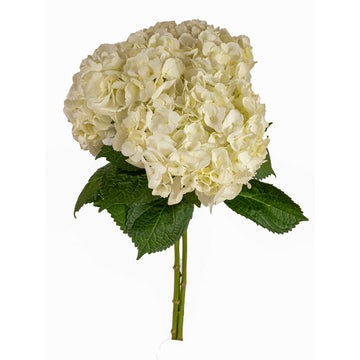 Hydrangea -  Small Box - Natural White  - (15 stems)