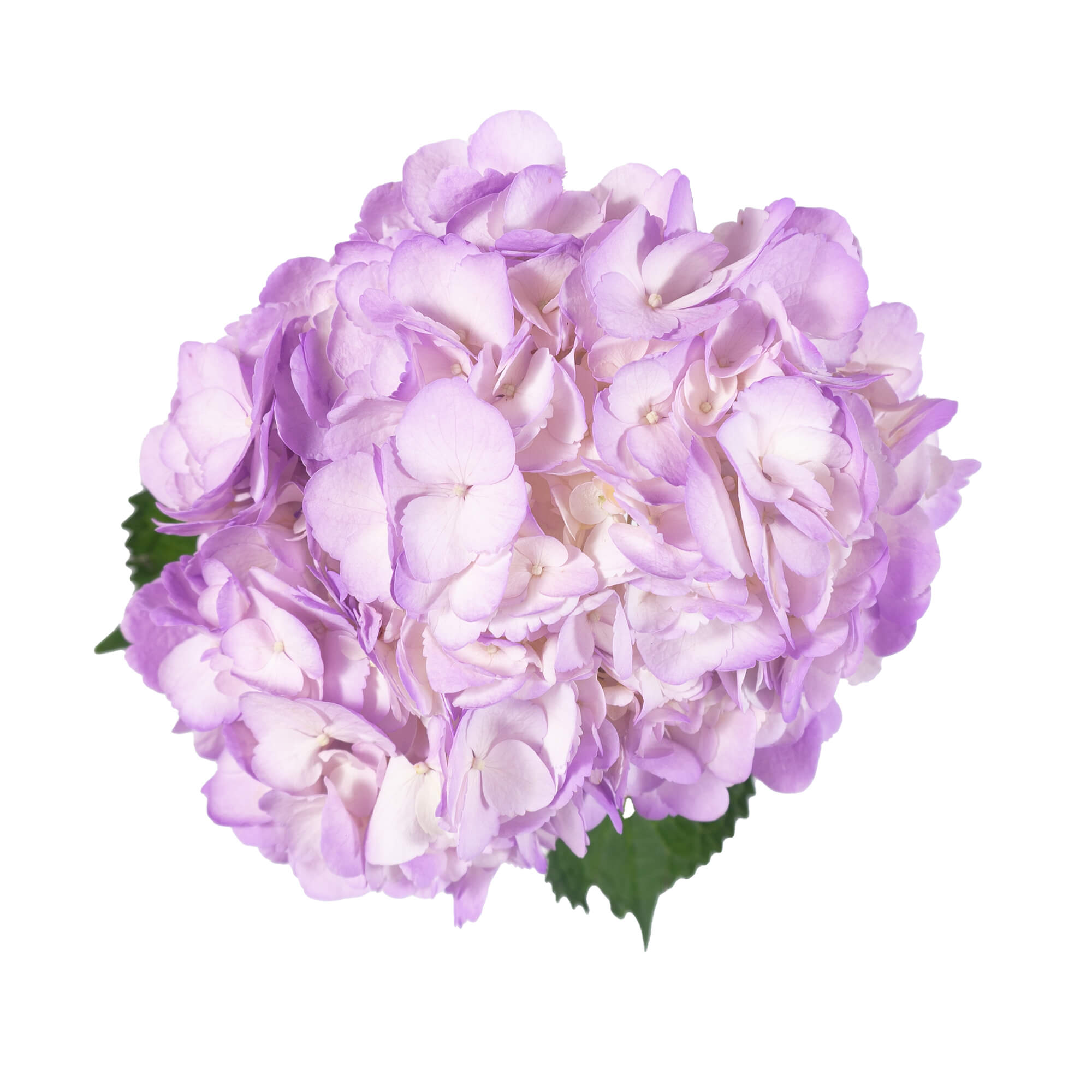 Hydrangea - Tinted Lavender  - (35/50 stems)