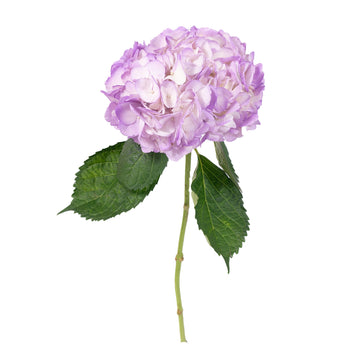 Hydrangea - Tinted Lavender  - (35/50 stems)