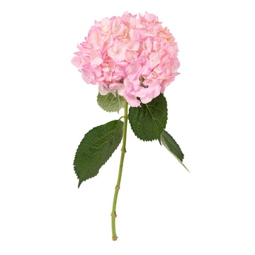 Hydrangea - Tinted Rosa  - (35/50 stems)